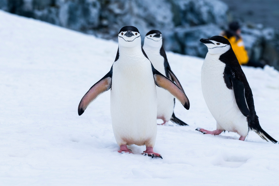 Penguins are not the only species to be threatened by the impacts of climate change.