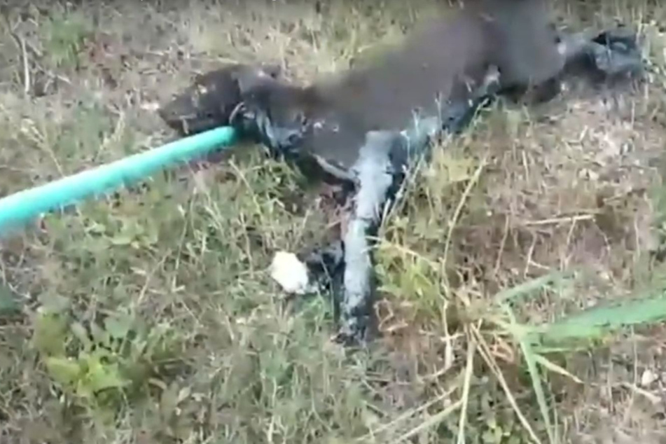 Was geschah diesem Hund nur?