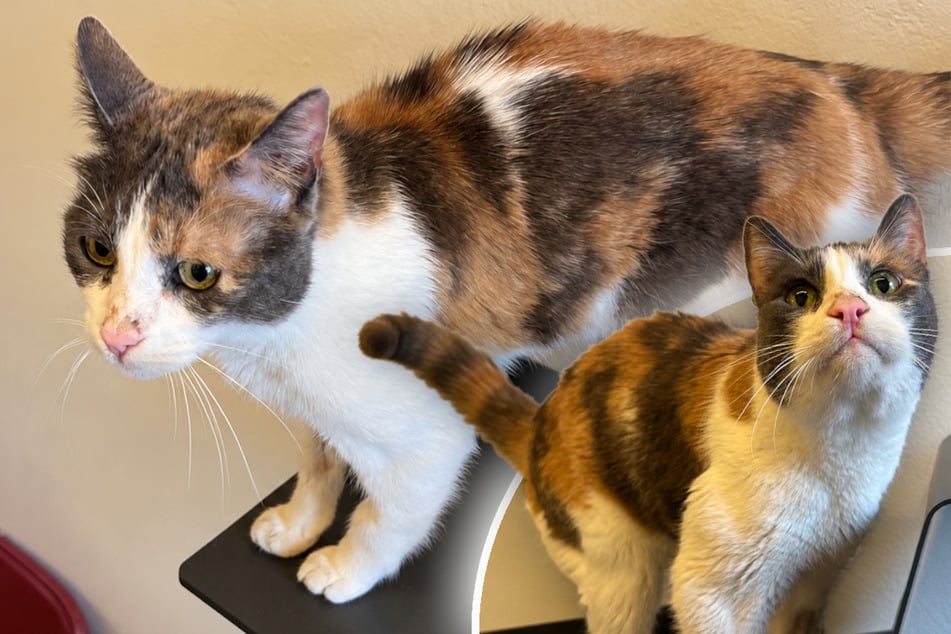 Katzen-Oma liebt es, gebürstet zu werden: Findet Elli ihr Happy End?