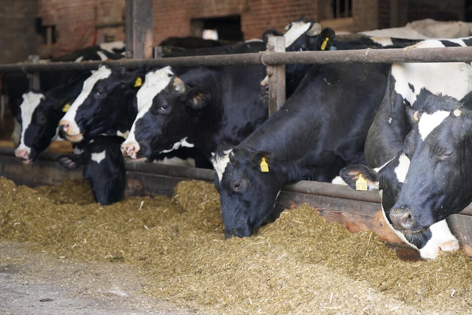 Landwirte haben zuletzt weniger Milch an die Produzenten geliefert. (Symbolbild)