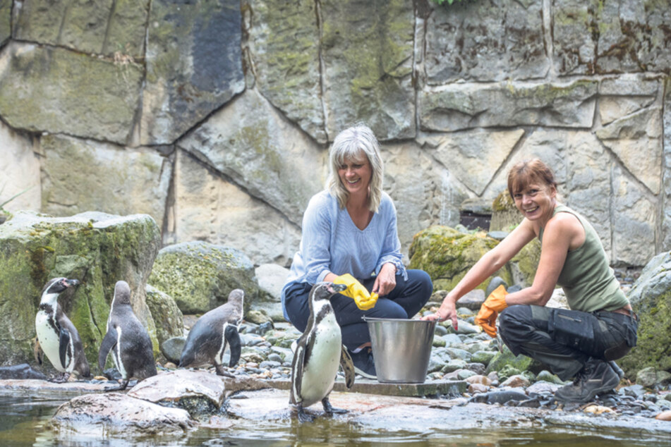 Sylvia Lemm und Tierpflegerin Kerstin Kunadt (57) stillen hungrige Pinguinmägen. Gleiches darf der Sieger des Ferienpass-Gewinnspiels tun.