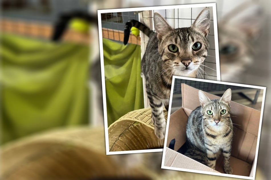 Die "liebste und verschmusteste Katze der Welt": Alex sucht Zuhause