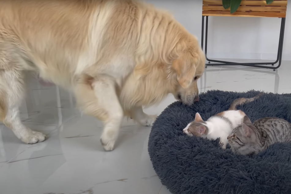 Katzen besetzen Platz von Golden Retriever: Der sorgt mit seiner Reaktion für mächtig Spaß
