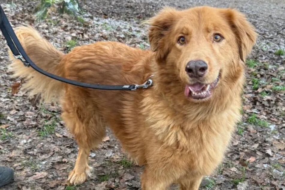 Der Hovawart-Mischling sucht geduldige, standfeste und erfahrene neue Besitzer.