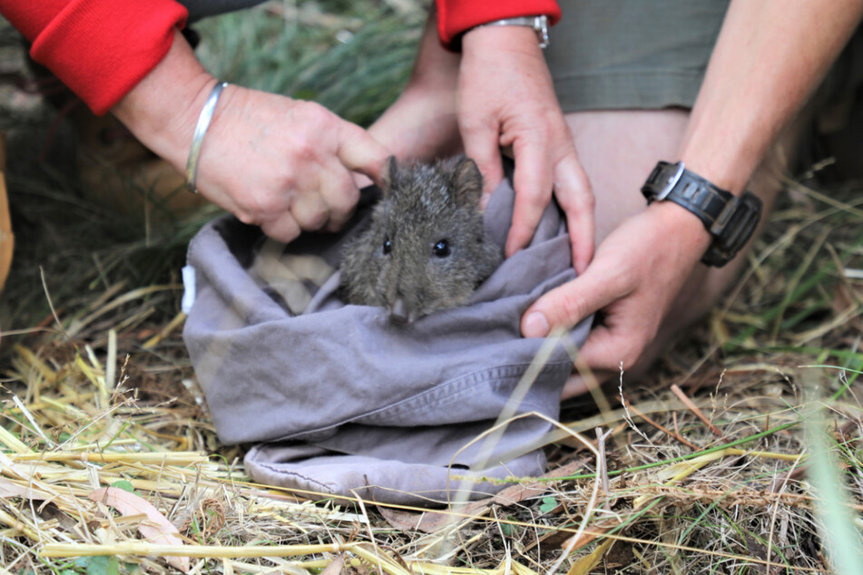 Die Jungtiere wurden in einem Schutzgebiet des Barrington-Tops-Nationalparks in die Freiheit entlassen.