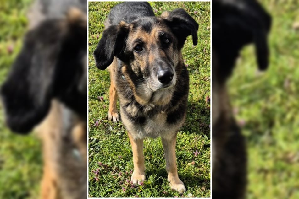 Nachdem sie ihr Herrchen verloren hatte, ist Timba noch sehr verunsichert.