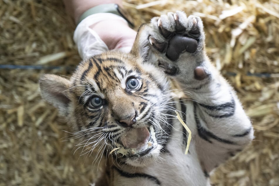 Der Heidelberger Zoo ist um eine Tiger-Attraktion reicher. (Symbolbild)