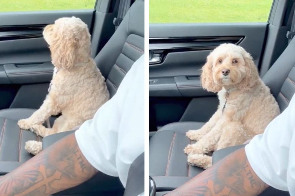 Dog stuns TikTok with amazing reaction to owner's sweet question