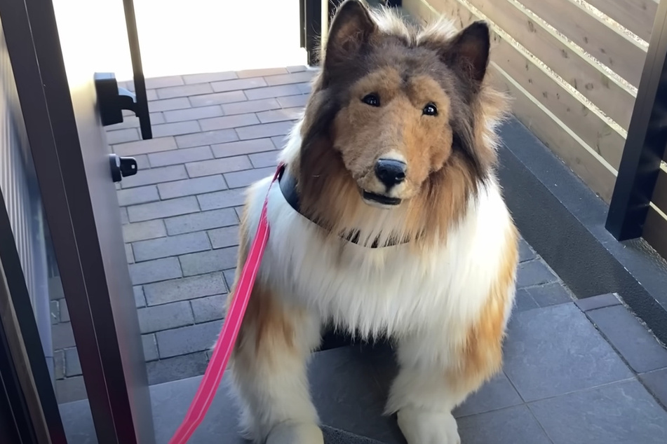 Viral dog cosplayer dreams of fetching a canine role in a movie!