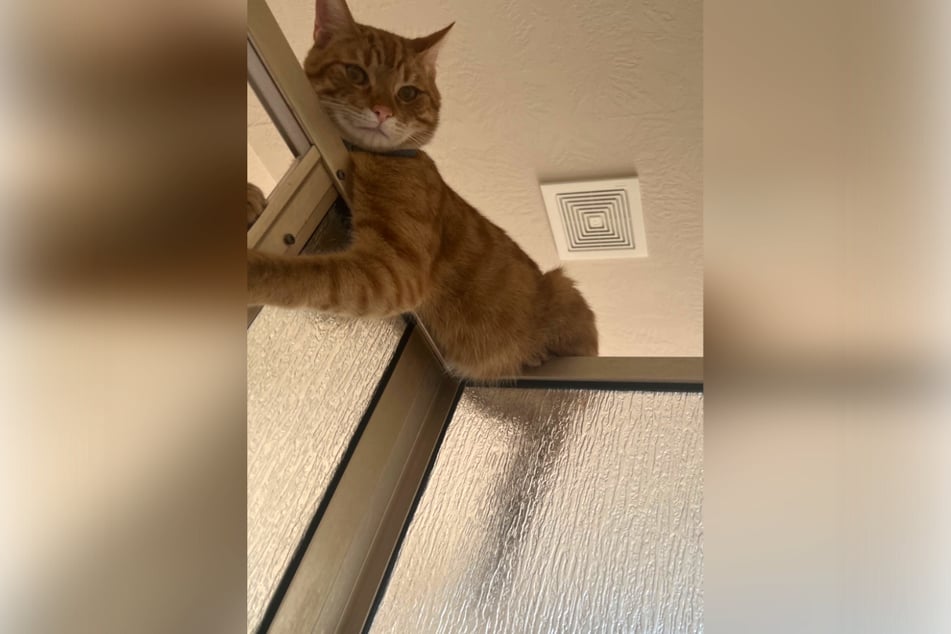 Przy takim widoku każdy właściciel zwierzęcia domowego z pewnością poczuje się obserwowany.