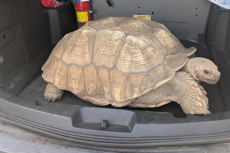 Schildkröten-Flucht endet mit "unerwartetem Workout" für die Polizei