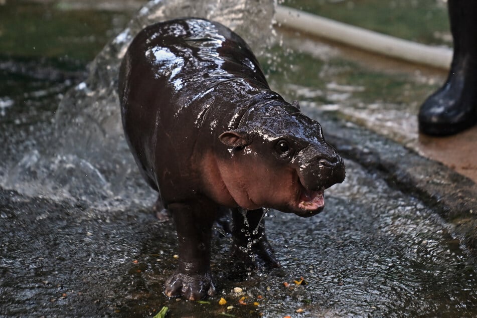 Moo Deng's caretaker and social media manager said the rise of short-form videos had turbocharged the pygmy hippo's fame and hopes it will be a boon for biodiversity preservation.