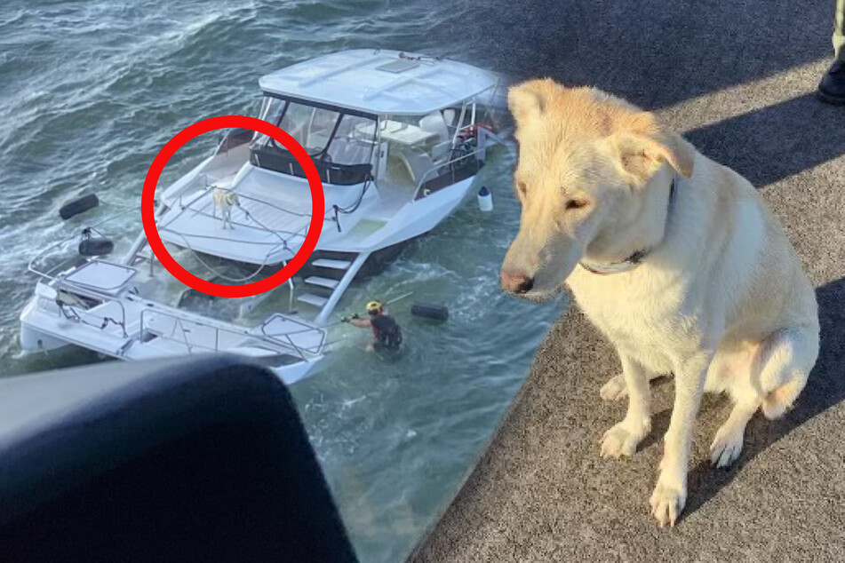 A dog named Reggie and its human friends were saved from a sinking boat off the coast of Savannah, Georgia.