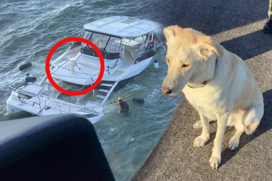 Zwei Menschen und ein Hund von sinkendem Boot gerettet