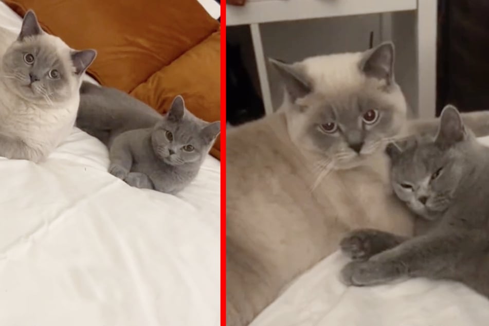 These cats were keeping a huge secret from their owner!