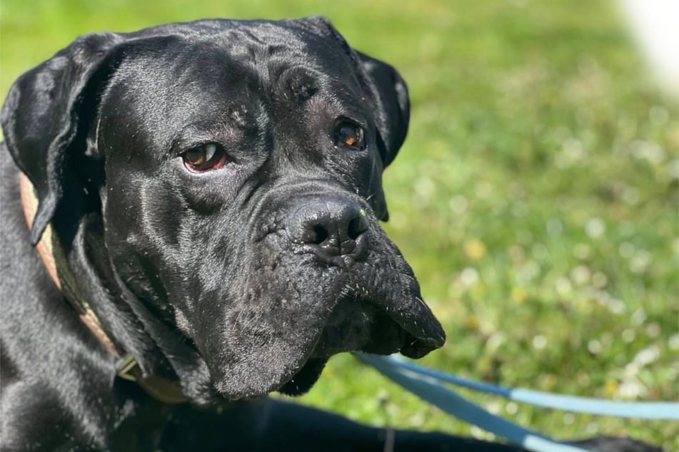 Cane Corso Löwo hat ein großes Herz und möchte seinen Menschen gefallen.