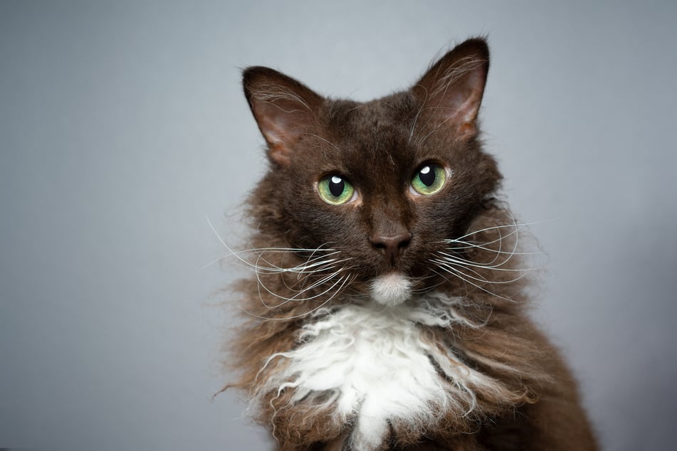 LaPerm cats love to hang on their owner's laps and purr.