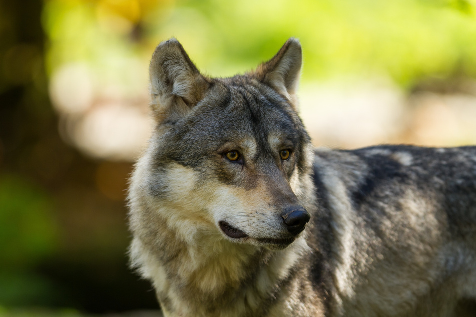 Der rund ein Jahr alte Wolf wäre zu einem Leben in freier Wildbahn nicht mehr in der Lage gewesen. (Symbolbild)