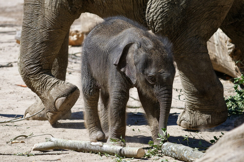Das kleine Elefantenmädchen "Leev Ma Rie" steht mit seiner Mutter "Shu Thu Zar" im Sommer 2020 im Elefantenpark im Kölner Zoo. Der Zoo will bald wieder öffnen.