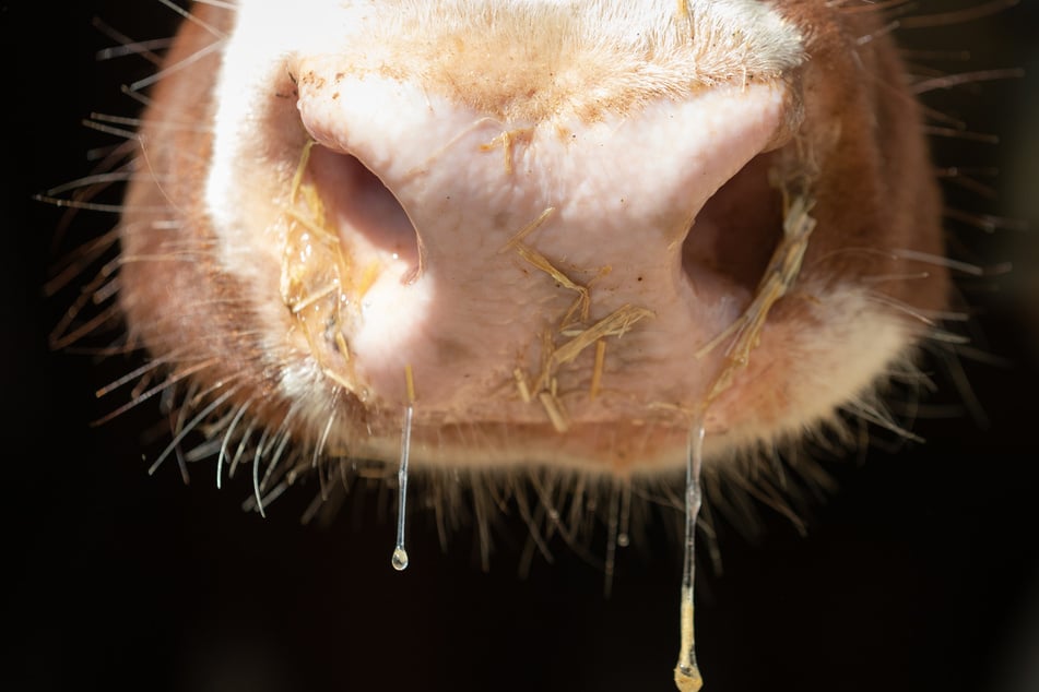 Infizierte Milchkühe können Fieber oder Durchfall bekommen ... (Symbolfoto)