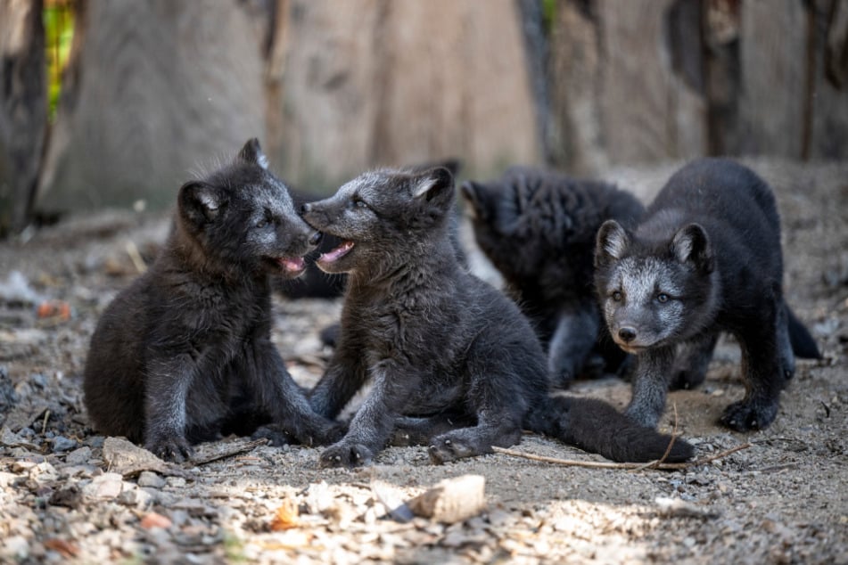 Neben der nordischen Atmosphäre erwarten Euch natürlich auch die Tierpark-Bewohner.