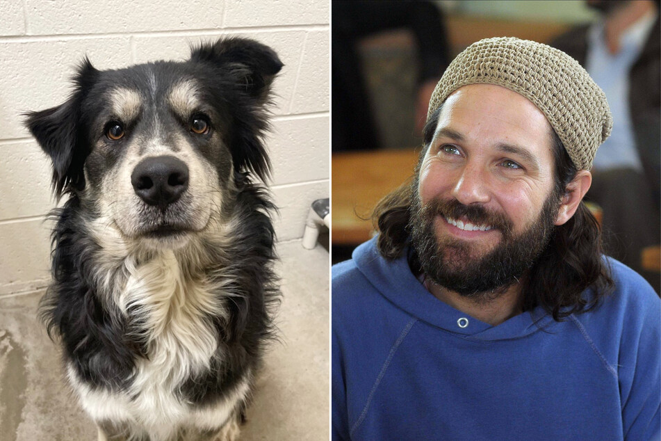 Does Paul Rudd have a dog doppelgänger? This starry pup may be "the canine version of Paul"