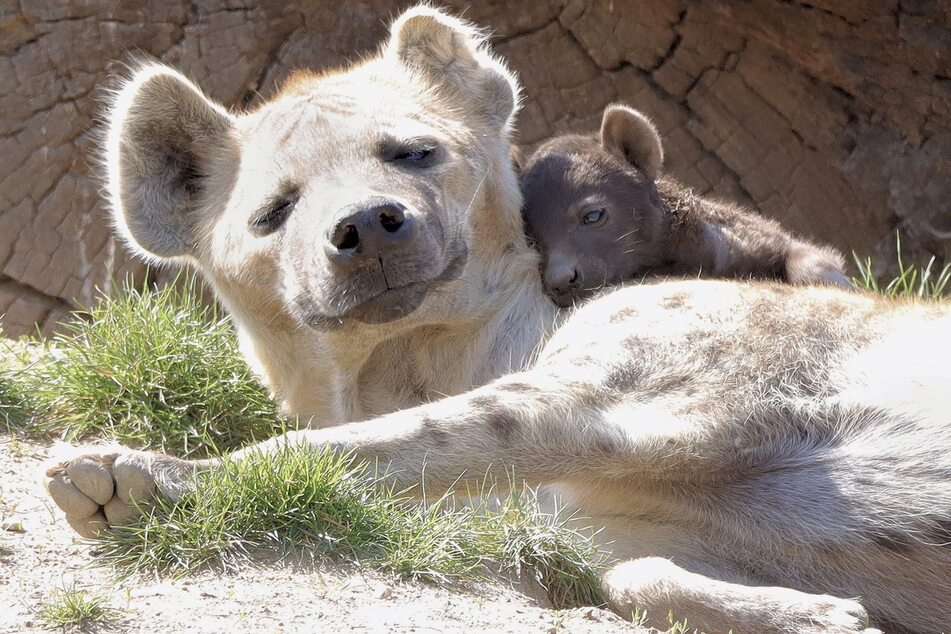 Wer hätte es gedacht: So niedlich ist das Leipziger Hyänen-Baby