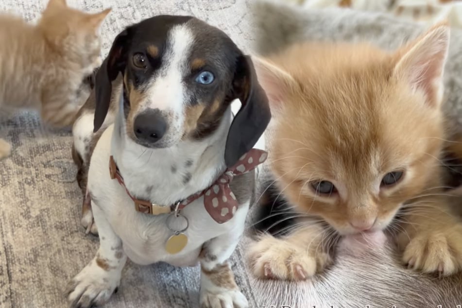 Dachshund warms hearts with adorable adoption of orphaned kitten!