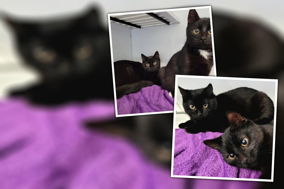 Eine schwarze Katze kommt selten allein: Rolf und Resi suchen ein Zuhause