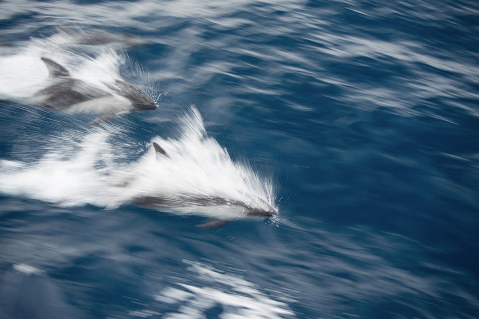 This fish can swim at more than 100 miles per hour!