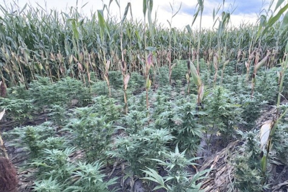 Ein Landwirt entdeckte in seinem Maisfeld eine Hanfplantage.
