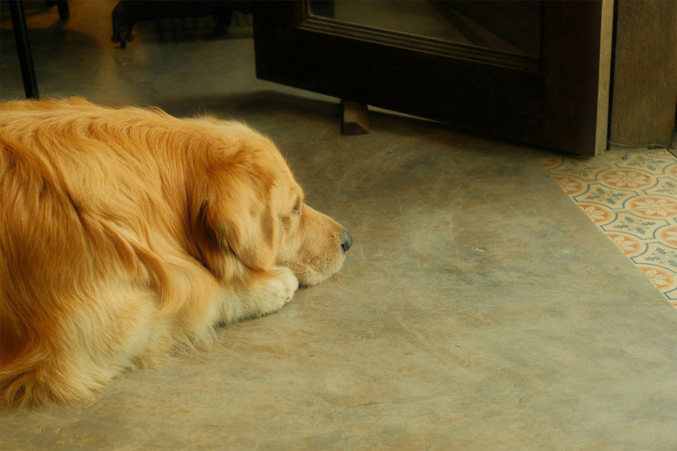 Your dog likely gets very lonely, anxious, and sad when you are not around.