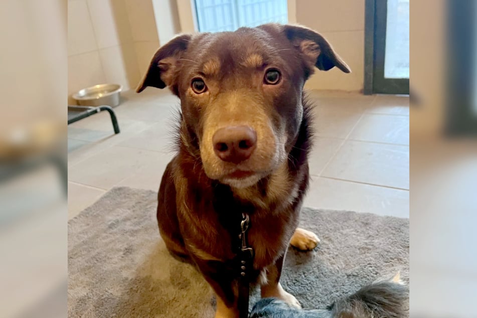 Mischlingsrüde A.J. ist schätzungsweise 2024 geboren und damit zwischen einem und zwei Jahren alt.