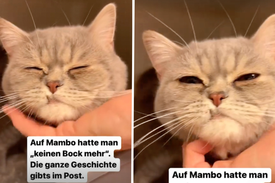 Mambo beschäftigt momentan nicht nur das Tierheim Köln-Dellbrück, sondern rührt auch das Netz zu Tränen.