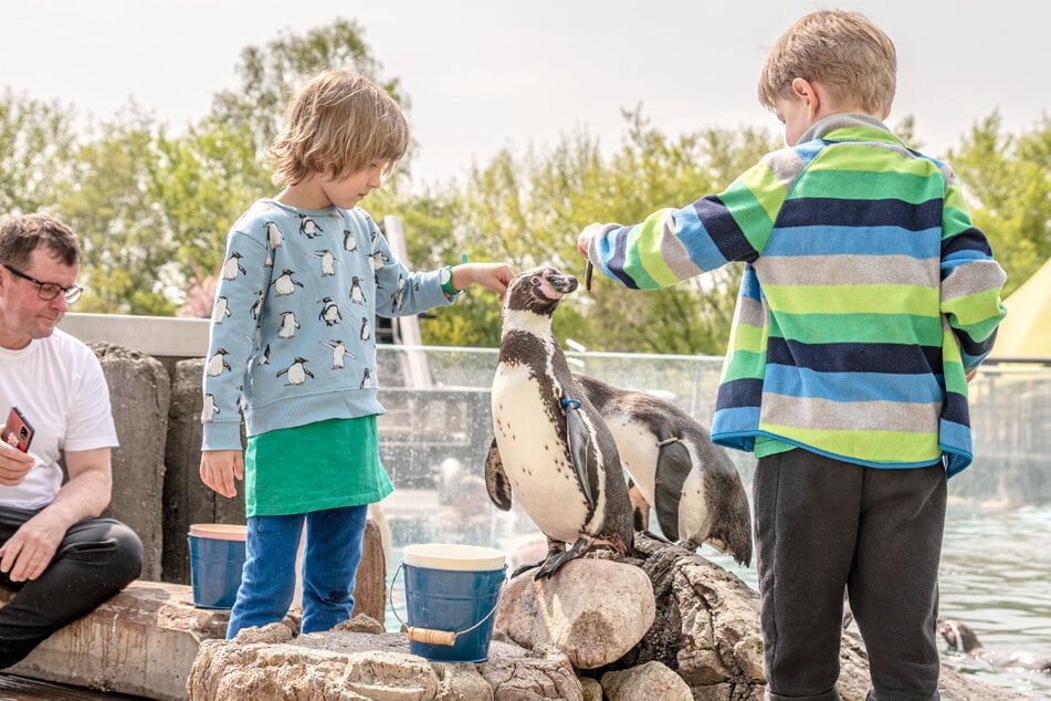 Europas größte Pinguinanlage wartet hier auf Euch