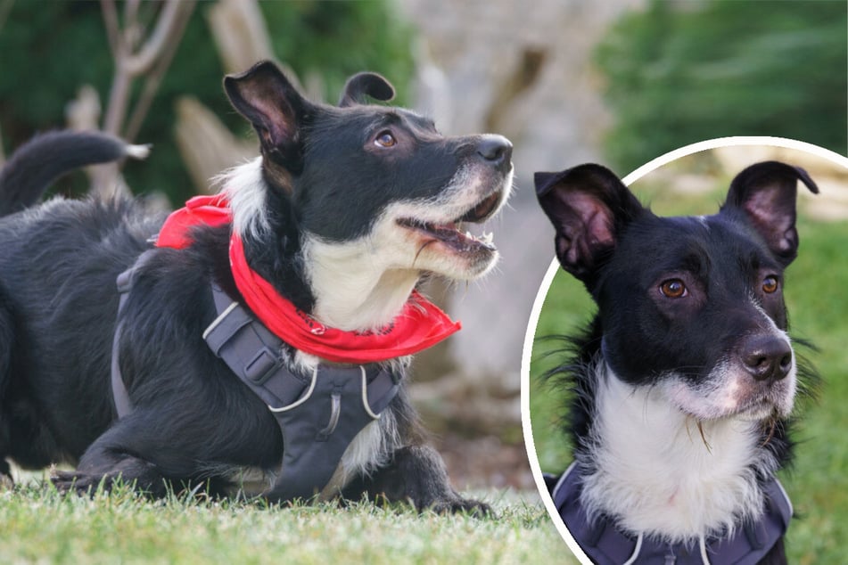 Terrier-Mix Rübe testet noch seine Grenzen aus. Wer ermöglicht ihm ein ausgeglichenes Hundeleben?