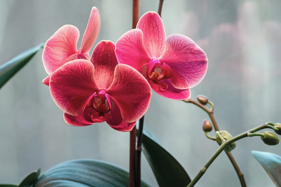 Staunässe ist für Orchideen gefährlich. Stattdessen brauchen sie eine Luftfeuchtigkeit von mind. 50 Prozent.