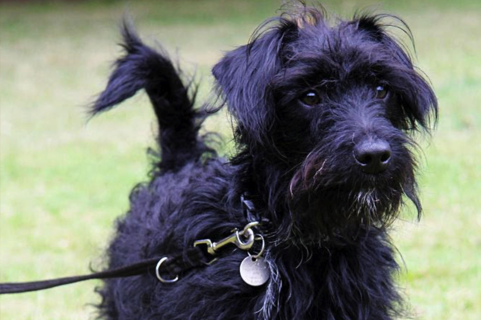 Hund soll nach Jahren aus Tierheim abgeholt werden: Dann folgt eine traurige Wendung