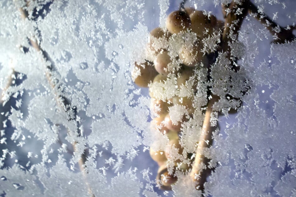 Tiefgefrorene Trauben hängen in der Nacht während der Eisweinlese geschützt zwischen Plastikplanen.