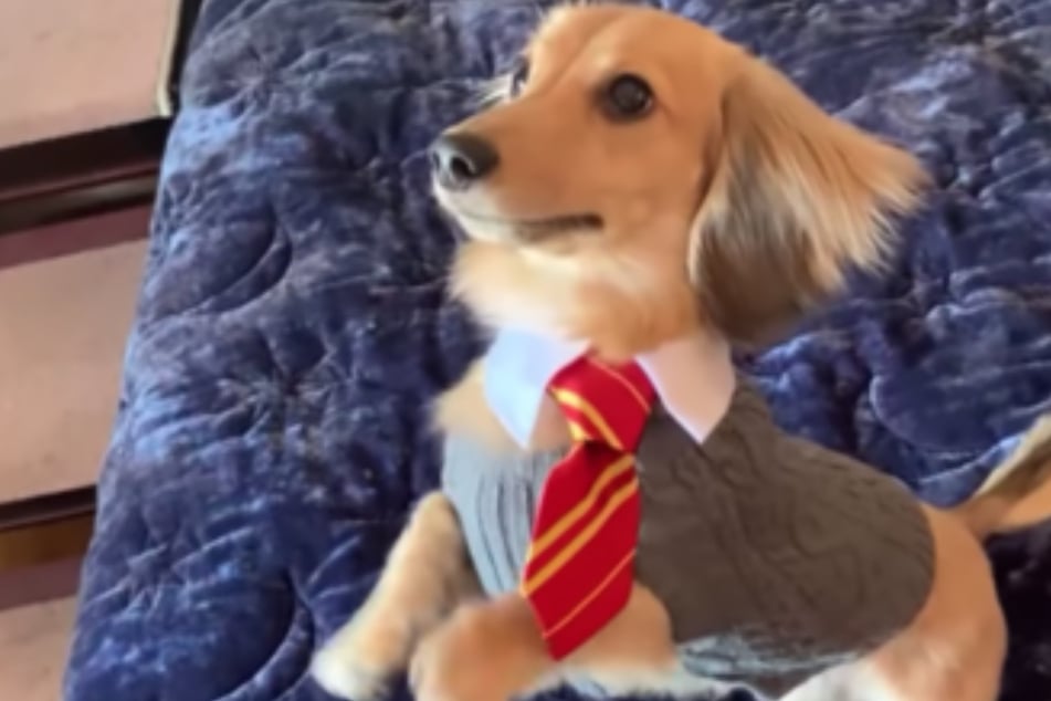 Heading to Dogwarts: the dog who only responds to Harry Potter spells