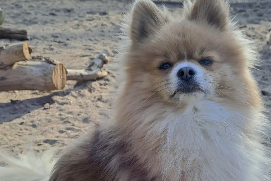 Er hat eine große Baustelle: Wer schenkt Wirbelwind Cocö ein Zuhause?