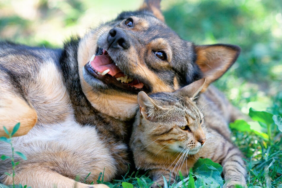 "Was eure Haustiere allein daheim treiben": Im Nachfolger zum Internet-Hit treffen Hund und Katze aufeinander. (Symbolbild)