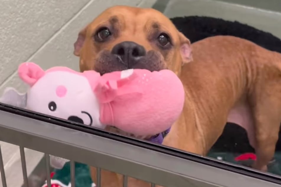 Diese Geste geht vielen ans Herz: Wenn jemand vorbeikommt, bietet Roxy eines ihrer Kuscheltiere an.