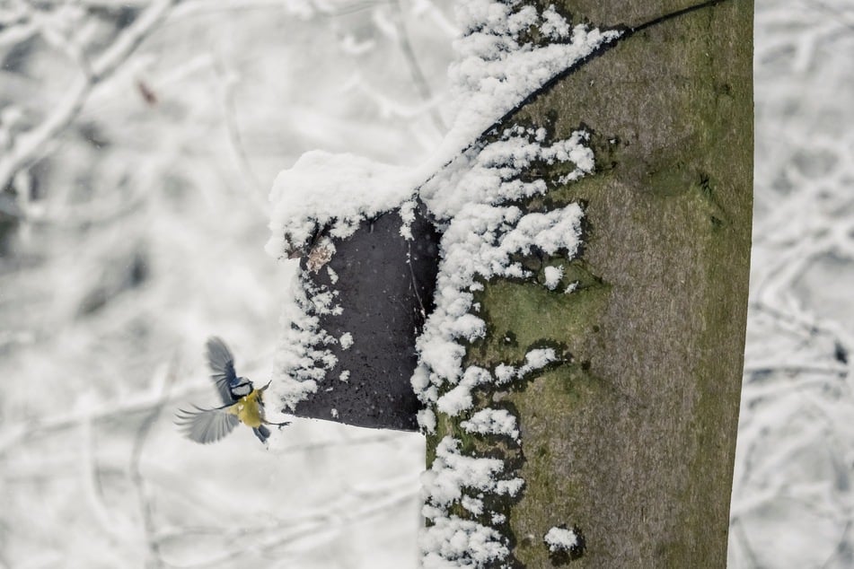 Auch außerhalb der Brutzeit im Winter können sich Tiere im Nistkasten aufhalten. Stören sollte man sie dann nicht.