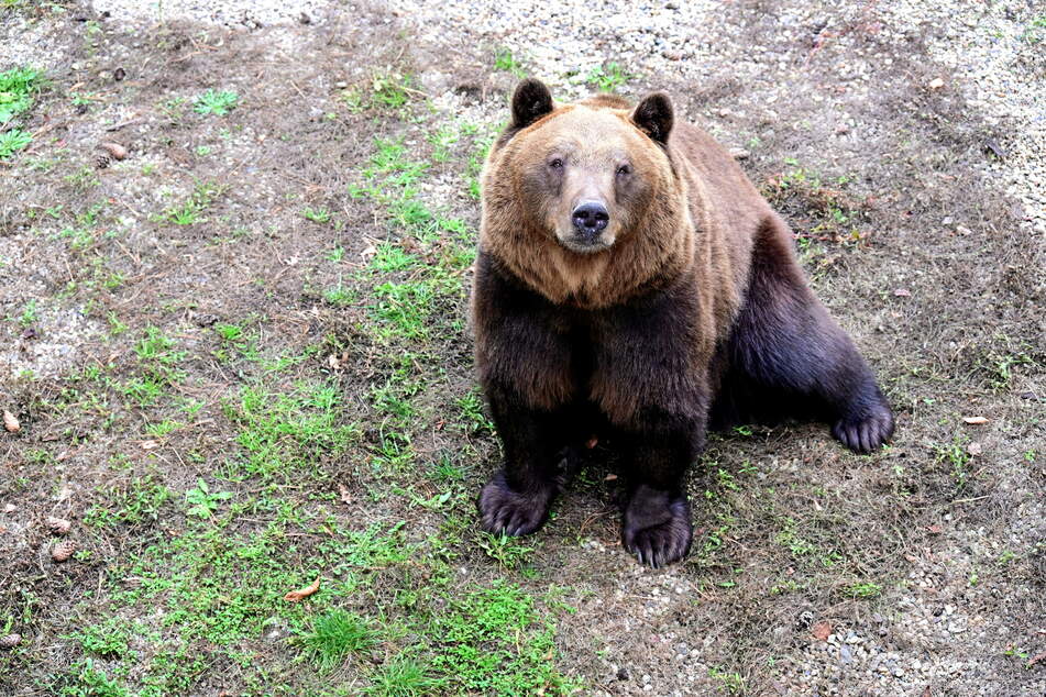 Beide Bären verdrücken täglich noch etwa 30 bis 35 Kilo an Futter. Im Sommer ist es weitaus mehr.