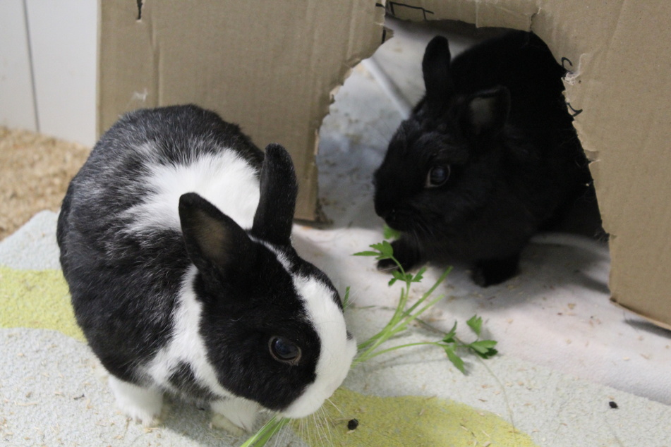 Die Kaninchen "Gustav" (l.) und "Heike" suchen ein gemeinsames Zuhause.