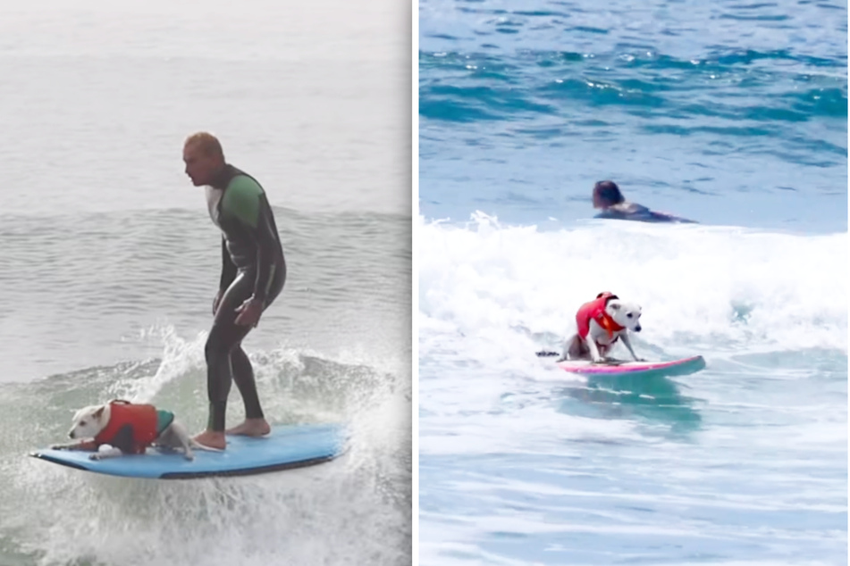 Whether together with Ryan or alone, Sugar dominates a surfboard!