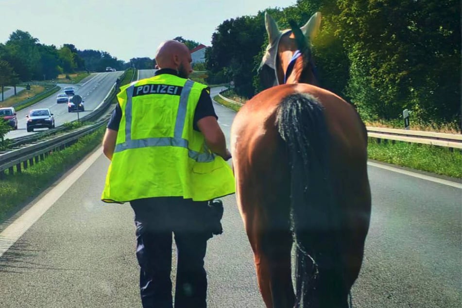Ein Beamter führt das verirrte Pferd von der Bundesstraße, während die Gegenspur weiter für den Verkehr freigegeben ist.