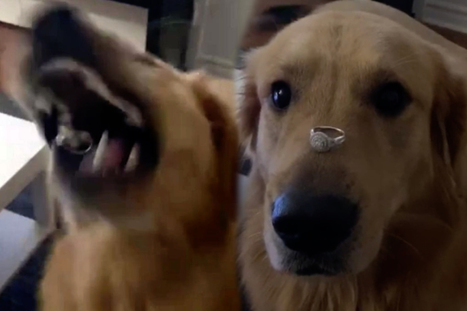 Hund hält Verlobungsring für ein Leckerli und frisst ihn