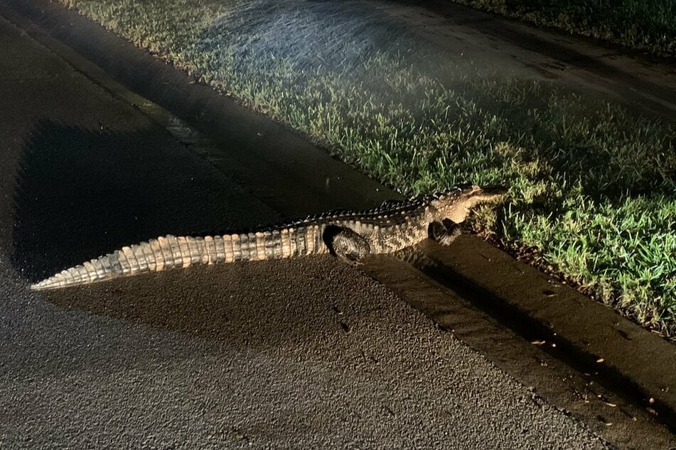 This alligator got lost in a housing estate and caused a large police operation.